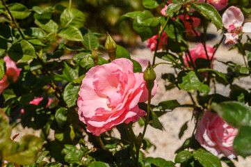 The close-up shot of popular, beautiful and robust variety of pink rose with rounded, pink blooms on long stems in bright sunlight 1