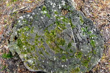 The pattern and texture of an old tree stump covered in moss.