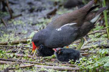 An adult common moorhen feeds its chicks by the worm in the water with green lemna on a cloudy summer day.