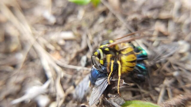 The common wasp (Vespula vulgaris) eats prey. This insect has caught a fly and feeds on it