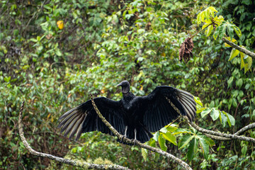 black headed vulture