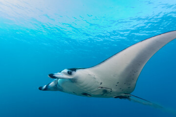 Manta Ray, Mobula alfredi, viewed from below spreads it's wings and swims or flys through clear blue ocean water