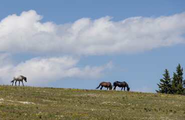 Wild Horses in Summer in the Pryor Mountains Montana