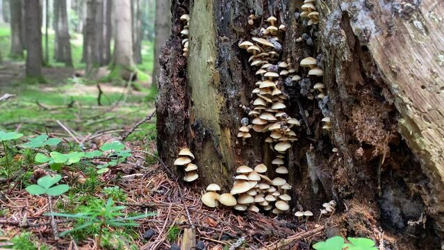 Setas de bosque