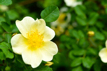 A white rosehip flower. A beautiful yellow rosehip flower.