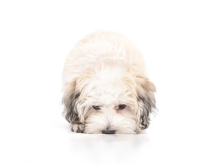 Curious puppy sniffing the ground. Small white puppy dog discovering smells and scents. Enrichment, mental stimulation and brain health concept for dogs. 16 weeks old female Havanese dog.