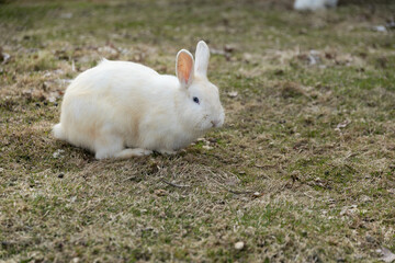 White Rabbit Sitting on Top of Grass Covered Field