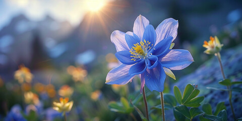 Columbine flower in the Weminuche Wilderness, Colorado