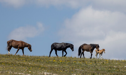 Wild Horses in Summer in the Pryor Mountains Montana