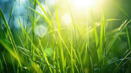 Sunlight shining on tall grass