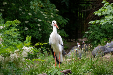 Obraz premium yellow billed stork