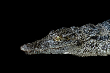 close up of a crocodile on  black background