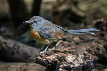 robin on a branch