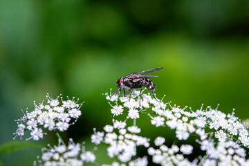 fly on a flower