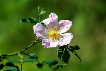 pink and white flowers