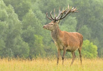Red deer new antlers wildlife Cervus elaphus fawn western red deer male European graze in meadow nice eyes fur forest in mountains, widespread hunting animal care, hunted Europe