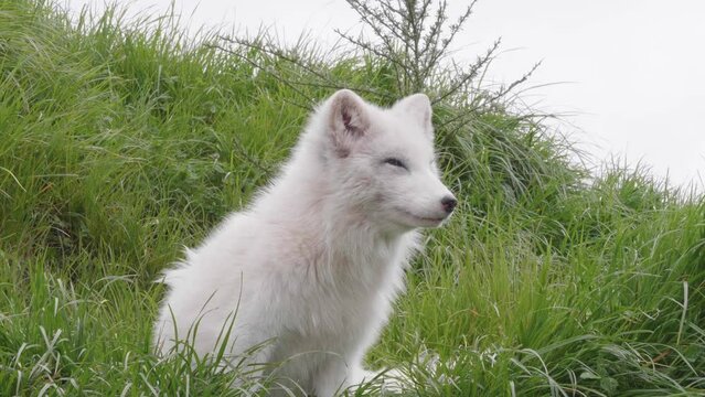 A fluffy, white Arctic Fox, sitting in the long grass.