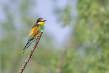Obraz premium Colorful bird outdoors and wildlife. European bee-eater (Merops apiaster) in natural habitat. A strikingly beautiful colorful bird that can fly very well and winters in Africa as a migratory bird. Con