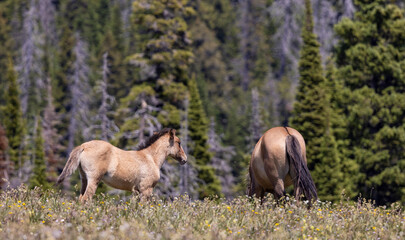Wild Horses in Summer in the Pryor Mountains Montana