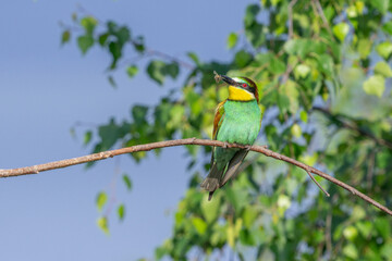 Colorful bird outdoors and wildlife. European bee-eater (Merops apiaster) in natural habitat. A strikingly beautiful colorful bird that can fly very well and winters in Africa as a migratory bird. Con