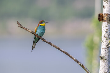 Colorful bird outdoors and wildlife. European bee-eater (Merops apiaster) in natural habitat. A strikingly beautiful colorful bird that can fly very well and winters in Africa as a migratory bird. Con