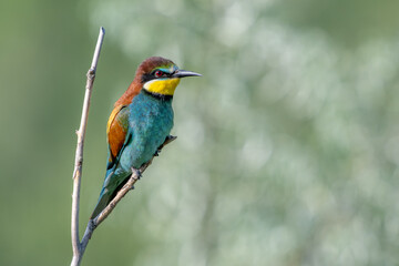 Colorful bird outdoors and wildlife. European bee-eater (Merops apiaster) in natural habitat. A strikingly beautiful colorful bird that can fly very well and winters in Africa as a migratory bird. Con