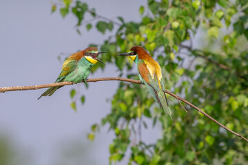 Colorful bird outdoors and wildlife. European bee-eater (Merops apiaster) in natural habitat. A strikingly beautiful colorful bird that can fly very well and winters in Africa as a migratory bird. Con