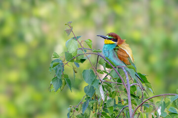 Colorful bird outdoors and wildlife. European bee-eater (Merops apiaster) in natural habitat. A strikingly beautiful colorful bird that can fly very well and winters in Africa as a migratory bird. Con