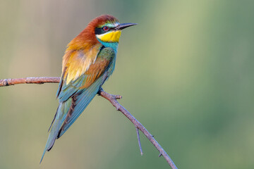 Colorful bird outdoors and wildlife. European bee-eater (Merops apiaster) in natural habitat. A strikingly beautiful colorful bird that can fly very well and winters in Africa as a migratory bird. Con