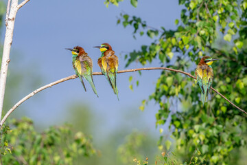Colorful bird outdoors and wildlife. European bee-eater (Merops apiaster) in natural habitat. A strikingly beautiful colorful bird that can fly very well and winters in Africa as a migratory bird. Con