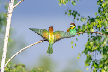 Colorful bird outdoors and wildlife. European bee-eater (Merops apiaster) in natural habitat. A strikingly beautiful colorful bird that can fly very well and winters in Africa as a migratory bird. Con