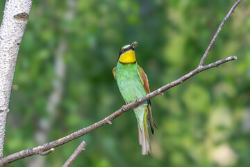 Colorful bird outdoors and wildlife. European bee-eater (Merops apiaster) in natural habitat. A strikingly beautiful colorful bird that can fly very well and winters in Africa as a migratory bird. Con