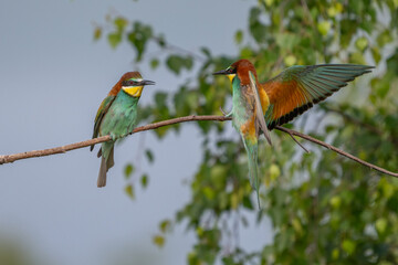 Colorful bird outdoors and wildlife. European bee-eater (Merops apiaster) in natural habitat. A strikingly beautiful colorful bird that can fly very well and winters in Africa as a migratory bird. Con