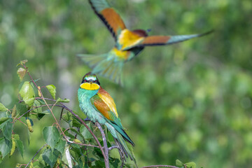 Colorful bird outdoors and wildlife. European bee-eater (Merops apiaster) in natural habitat. A strikingly beautiful colorful bird that can fly very well and winters in Africa as a migratory bird. Con