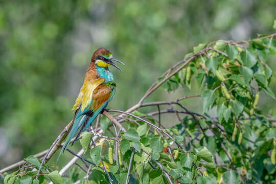 Colorful bird outdoors and wildlife. European bee-eater (Merops apiaster) in natural habitat. A strikingly beautiful colorful bird that can fly very well and winters in Africa as a migratory bird. Con