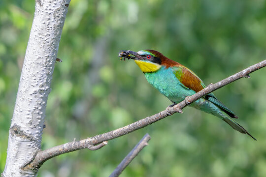 Colorful bird outdoors and wildlife. European bee-eater (Merops apiaster) in natural habitat. A strikingly beautiful colorful bird that can fly very well and winters in Africa as a migratory bird. Con
