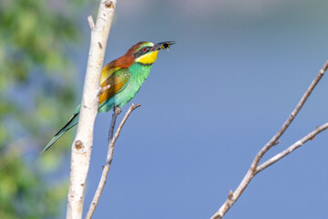 Colorful bird outdoors and wildlife. European bee-eater (Merops apiaster) in natural habitat. A strikingly beautiful colorful bird that can fly very well and winters in Africa as a migratory bird. Con