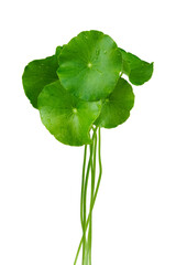 Group of Gotu kola leaves with droplets isolated on transparent with png.