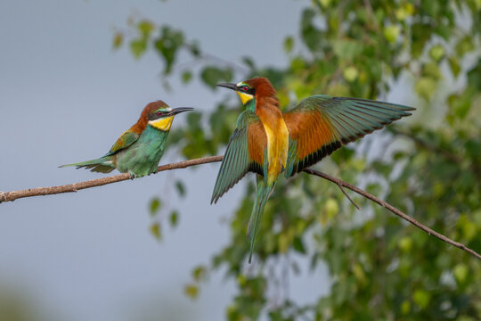 Colorful bird outdoors and wildlife. European bee-eater (Merops apiaster) in natural habitat. A strikingly beautiful colorful bird that can fly very well and winters in Africa as a migratory bird. Con