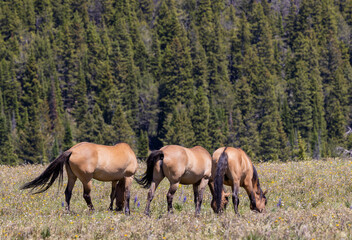 Wild Horses in Summer in the Pryor Mountains Montana