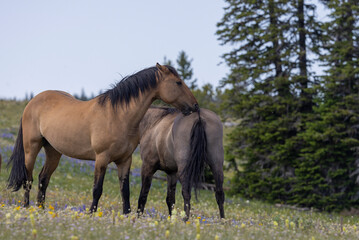 Wild Horses in Summer in the Pryor Mountains Montana