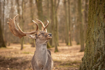 Closeup Portrait of European Fallow Deer in Forest Park. Beautiful Buck with Antlers Outside. Shallow Depth of Field of Animal in Czech Republic. © nicolecedik