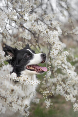 Vertical Side Portrait of Smiling Border Collie in White Flowering Tree. Profile of Adorable Happy...