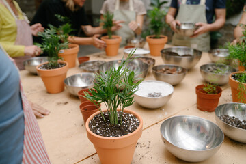 Pot with Areca palm tree. Plan care workshop with group of people. Table with pots, soil mix, bowls and plants. Weekend hobby activities