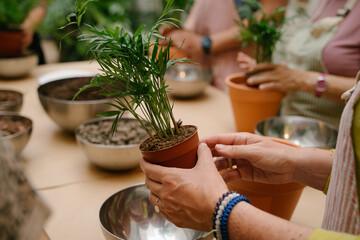woman hand holding plant Areca palm in plastic pot preparing for replanting in plant care workshop....