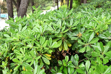 hedge of boxwood bushes in the park