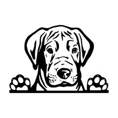 Peeking Great Dane - Dog Breed, Puppy Breed Vector File, detailed vector