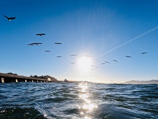 Swimming in San Francisco Bay