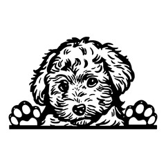 Peeking Goldendoodle - Dog Breed, Puppy Breed Vector File, detailed vector
