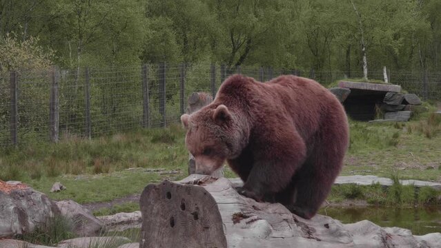A huge brown bear climbs on a log and straddles it.